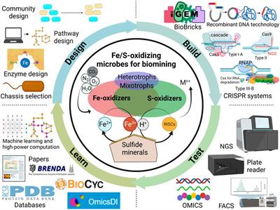 Harnessing synthetic biology for sustainable biomining with Fe/S-oxidizing microbes